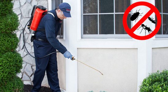 Dernekpazarı Kene İlaçlama böcek ilaçlama ve haşere kontrolü — ilaclama-tr.com